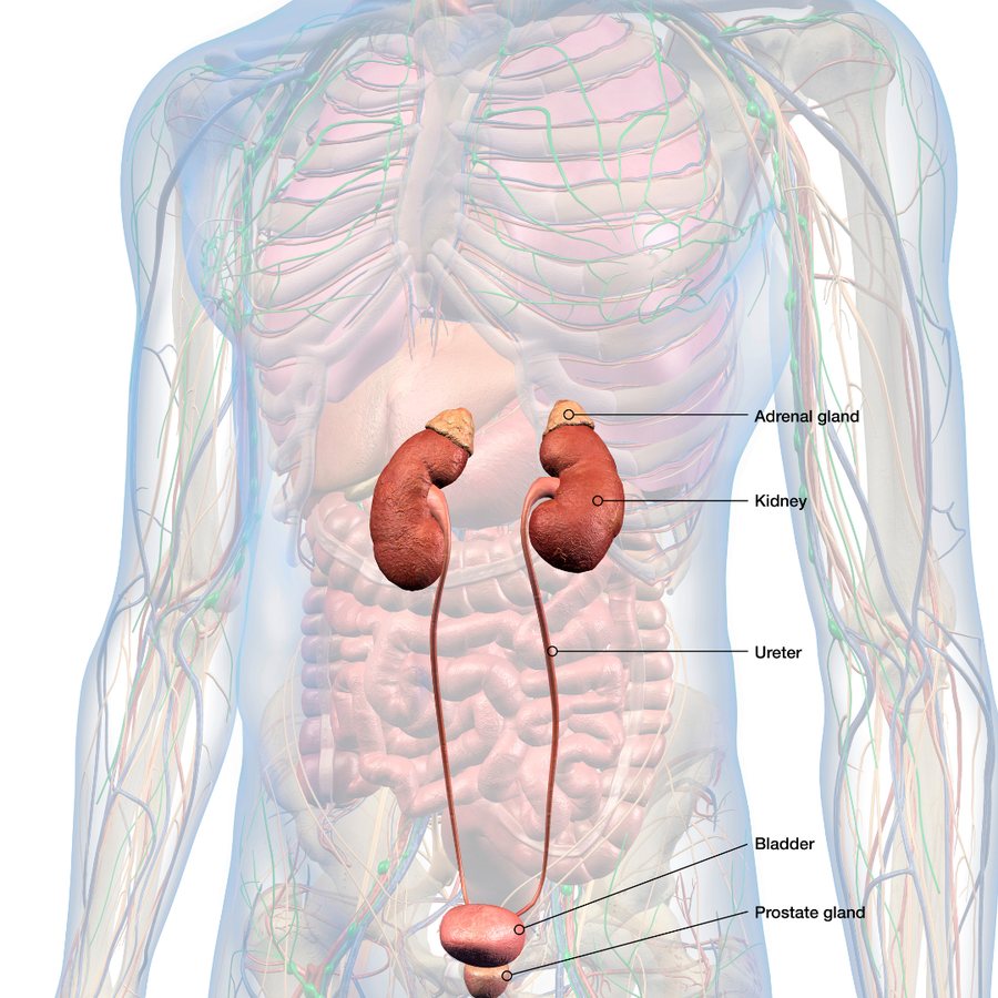 Anatomia della prostata, della vescica e delle vie urinarie studiate con ecografia prostatica